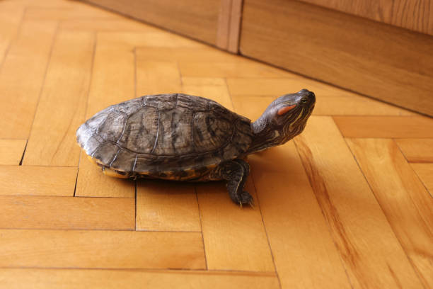 istock People care for and play with a pet red-eared turtle. 2190512785