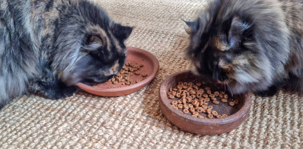 istock Cats eat food from plate 2190512894