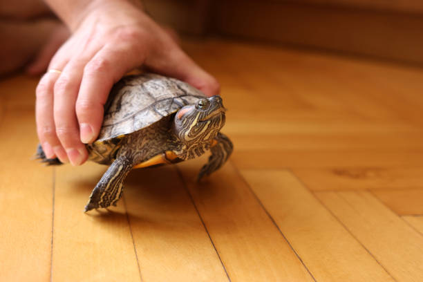 istock People care for and play with a pet red-eared turtle. 2190512928