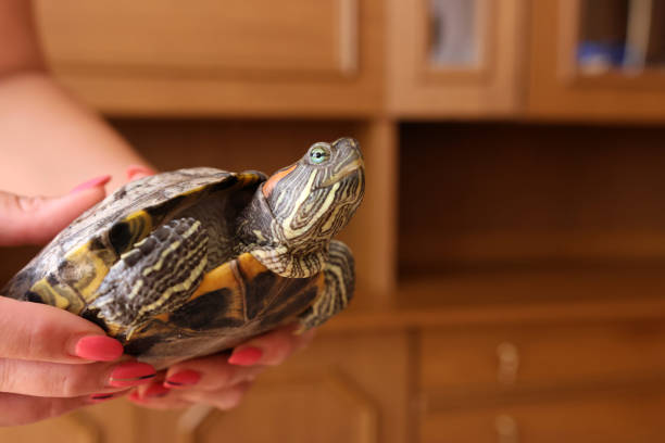 istock People care for and play with a pet red-eared turtle. 2190512930