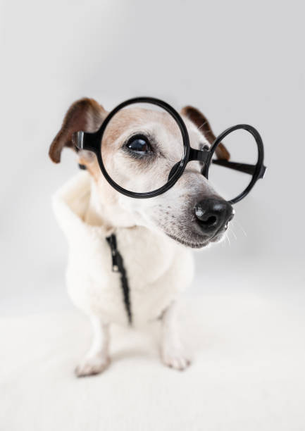 istock gray muzzle elderly dog looks away with suspicion 2190513888