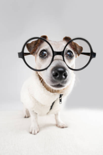istock Adorable curious nerd dog face in round glasses looking at camera 2190513955