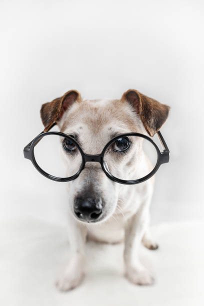 istock cute dog wearing round glasses 2190513962