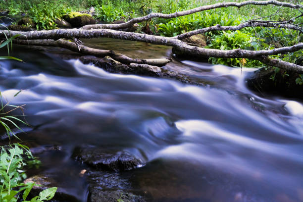 Crystal-clear stream flows rapidly through a lush green forest, creating a mesmerizing scene of natural beauty.