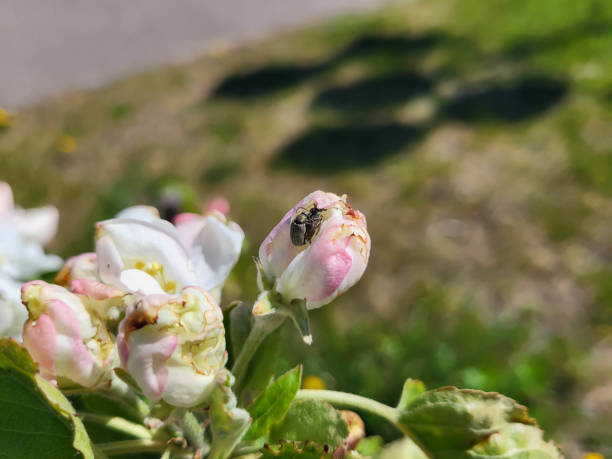 On a bright sunny spring day, two beetles are sitting on an apple tree flower.
