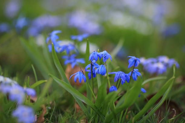 istock Blooming plant Scilla Siberica 2190520650