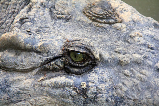 Crocodiles bask in the sun. Adult Dangerous Crocodile in Green Water