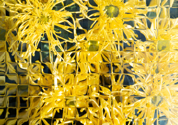 blooming yellow chrysanthemum seen through the glass close up horizontal composition
