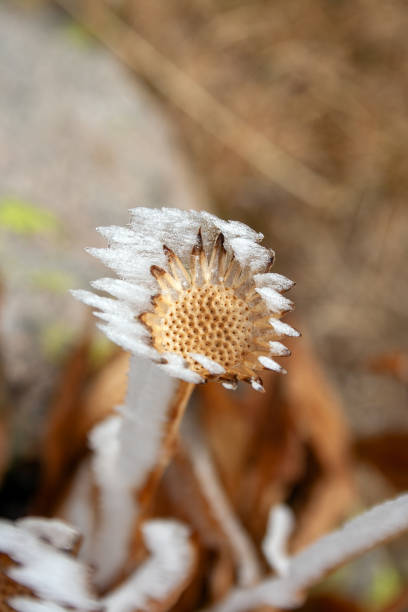 Frosted autumn dried plant