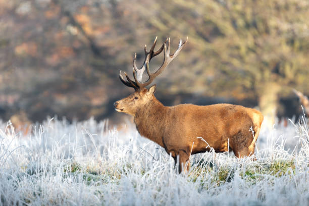 istock Red deer stag standing in frosty meadow in winter 2190526878