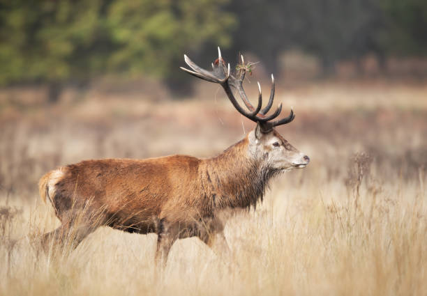 istock Red deer stag walking in grass during the rut in autumn 2190526939
