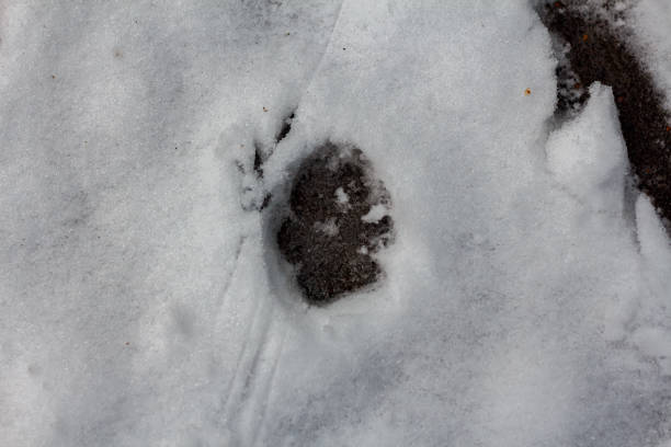 istock Animal paw print in the snow 2190527993