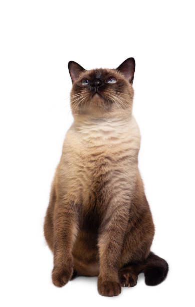 istock Siamese cat sitting isolated on a white background with blue eyes, are looking up 2190529178
