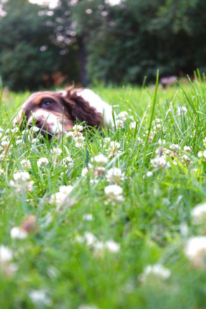 istock Lazy dog days in the clover patch 2190530538