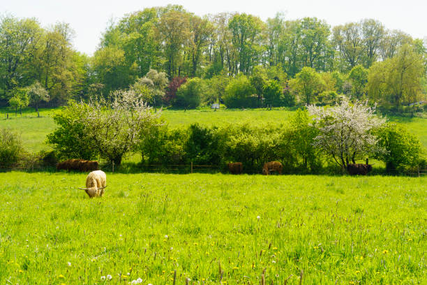 A photo of horses in natural setting