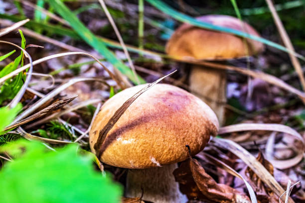 Macro  - Forest - Europe, Romania, Suceava region