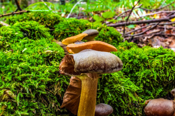 istock Macro  - Forest - Europe, Romania, Suceava region 2190538944