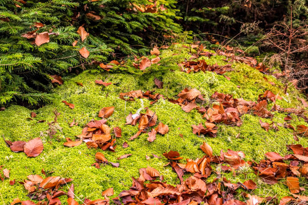 Macro  - Forest - Europe, Romania, Suceava region