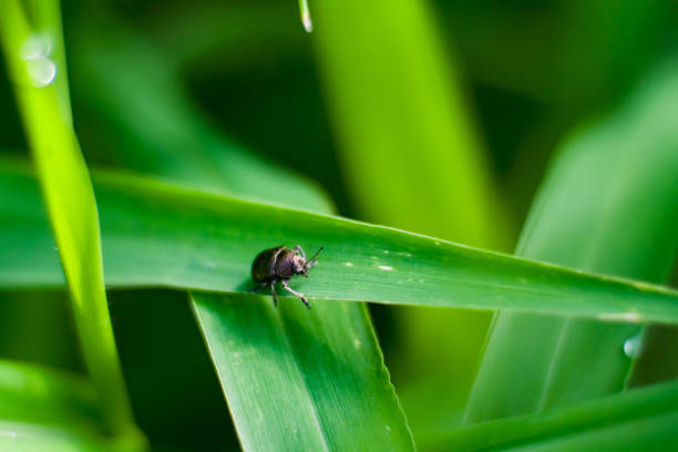 Leaf beetle insect Lepronota morbillosa with beautiful green background