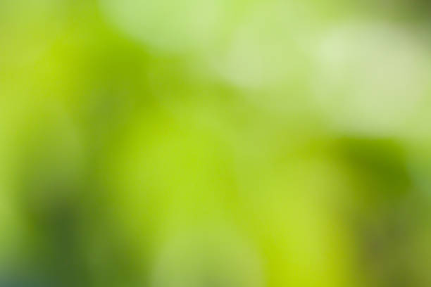 istock Blurry photo as natural green abstract background 2190539277