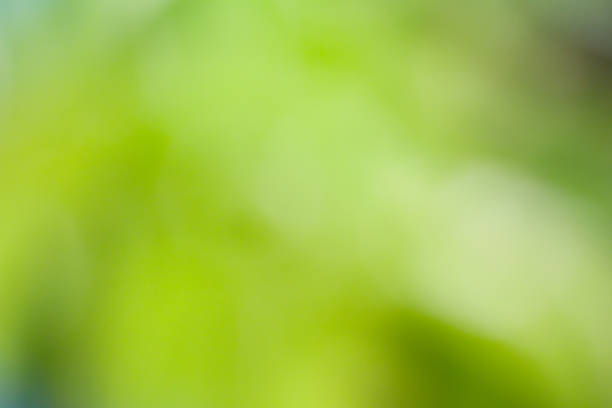 istock Blurry photo as natural green abstract background 2190539340