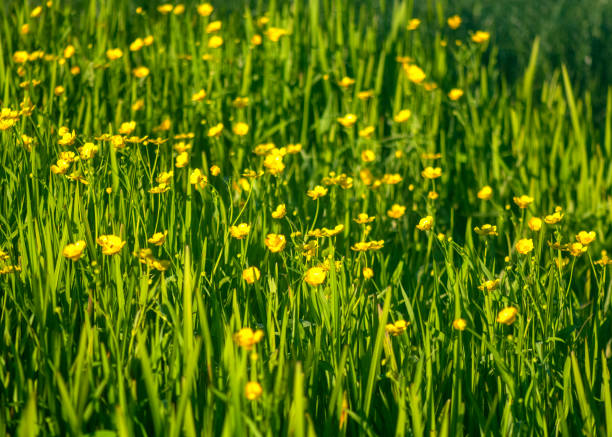vibrant meadow filled with lush green grass and bright yellow buttercups under soft sunlight, creating a serene, natural landscape teeming with life and springtime beauty.