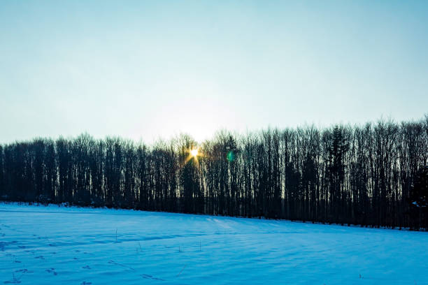 Landscapes - Forest - Europe, Romania, Suceava region