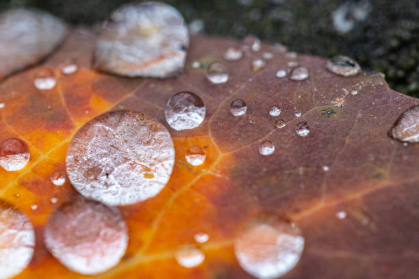 Beautiful Macro Photo, Close Up Water Drops Freezing on Autumn Leaf