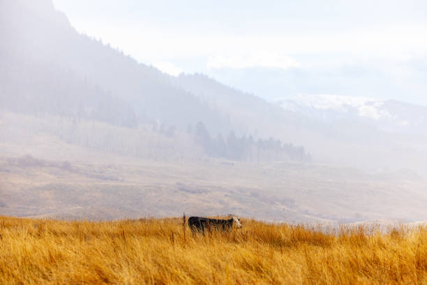Beautiful Landscape Photo, Single Cow Standing in Tall Grass, Snowcapped Mountains in Background