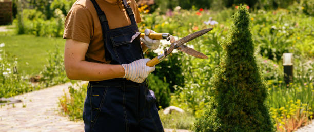 A professional gardener is cutting a thuja tree for a better shape