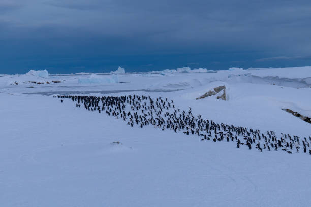 istock Colony of gentoo penguins (Pygoscelis papua) in Antarctica 2190543278