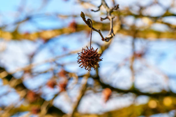 American storax or Liquidambar styraciflua in winter with spiky seeds close up
