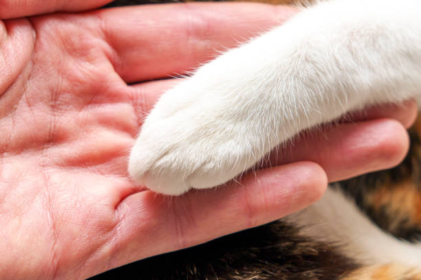 istock A cat paw in a man hand in veterinary clinic. 2190545395