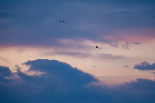 istock Seabirds flying in the sky at dawn. Antarctica sky 2190546993
