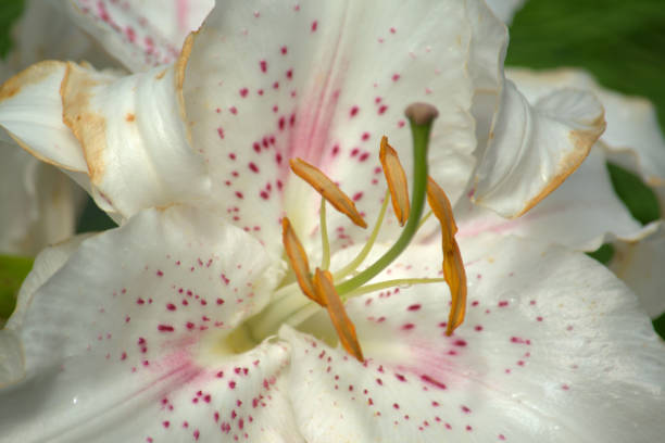 White & Bright Pink Easter Lily Flowers in a Vintage Crystal Vase with a White Background.