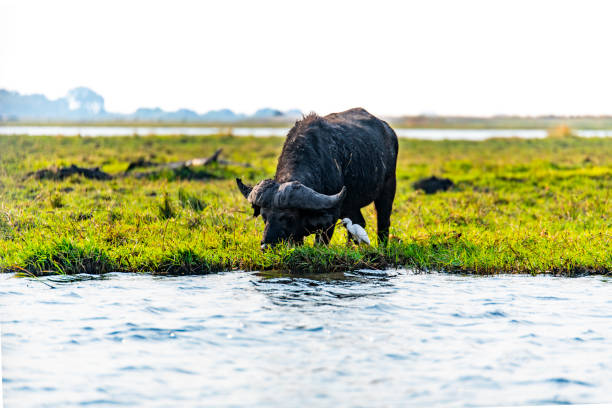 a Cape Buffalo live along the Chobe River