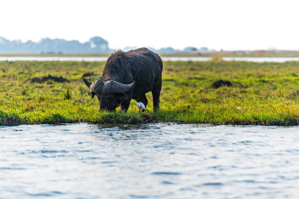 wildlife