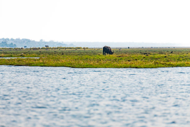 istock African buffalo at Chobe River in Botswana, Africa 2190547167