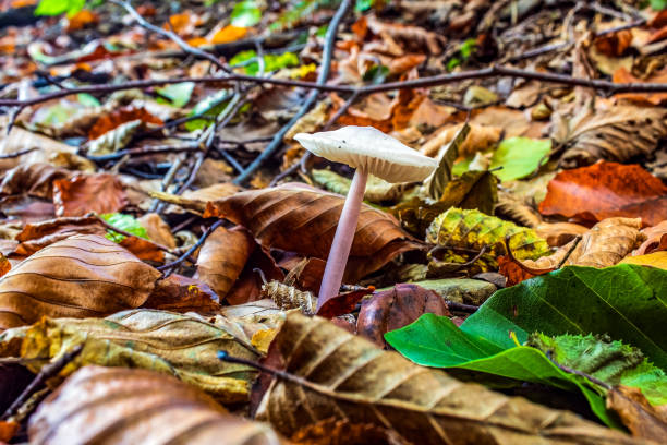 Macro  - Forest - Europe, Romania, Suceava region