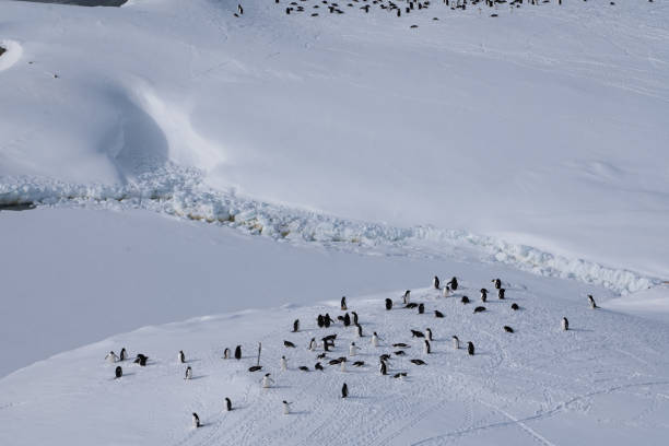 Colony of gentoo penguins (Pygoscelis papua) in Antarctica