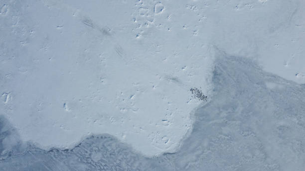 istock Penguin tracks in the snow. Drone view. Antarctica 2190547826