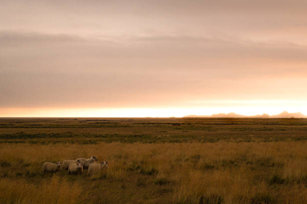 Sheep in the middle of the road, and a farmhouse at the base of an Icelandic mountain.