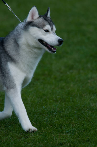 istock Siberian Husky walking in profile view in a vertical image 2190549804