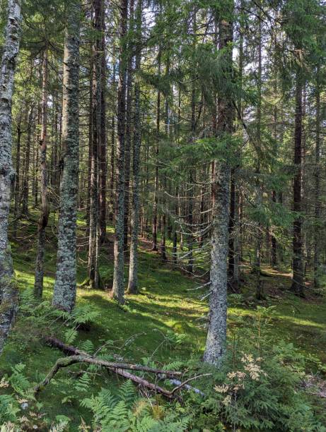 istock the forest and trees on hillsides in Norway 2190550240