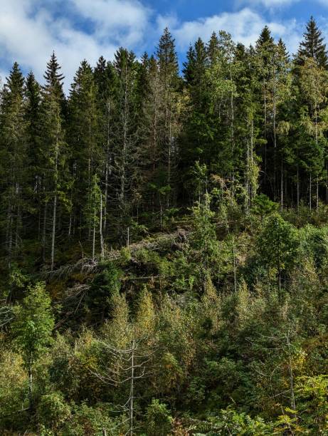 istock the forest and trees on hillsides in Norway 2190550248