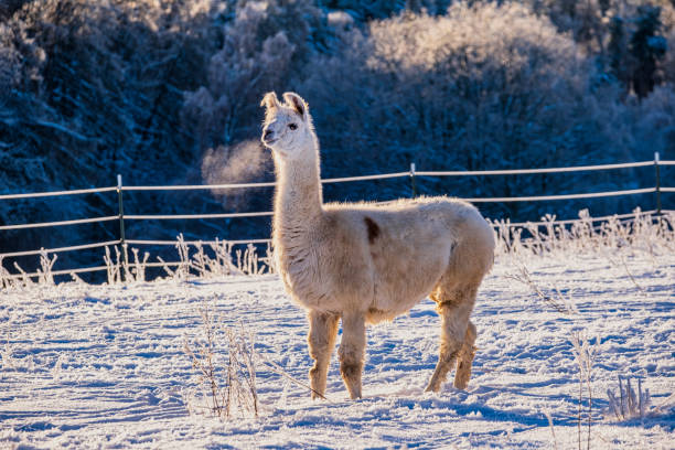 3D rendering of a llama or Lama glama, a domesticated South American camelid, isolated on white background