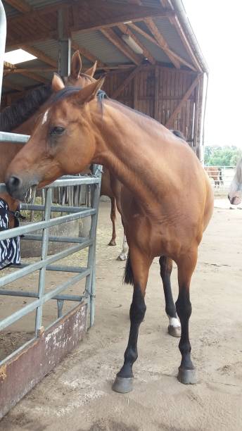 istock A Beautiful Brown Horse Standing Gracefully Near a Rustic Stable Surrounded by Nature 2190551706