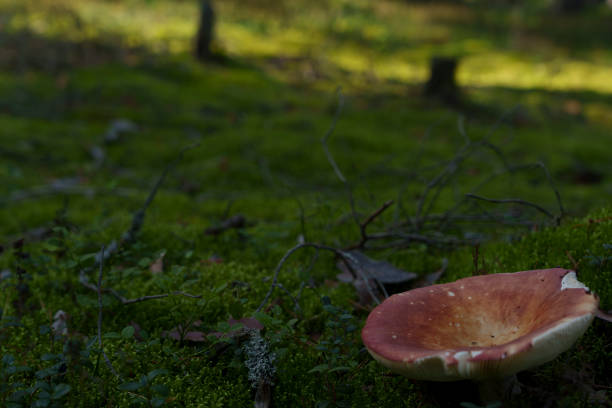 Mushroom growing on a moss-covered forest floor, bathed in dappled sunlight, highlighting the natural beauty of the woodland environment