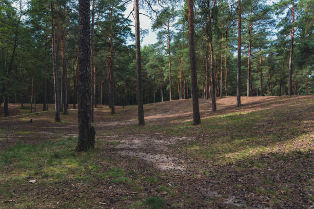 istock Sunlit forest with pine trees and winding dirt path 2190552179