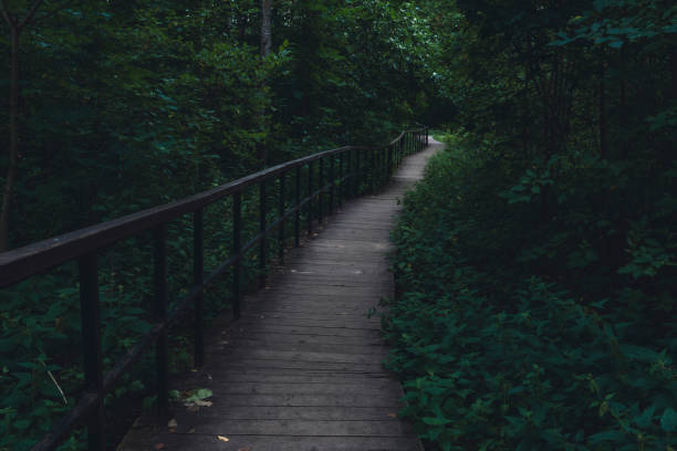 A wooden boardwalk winds through a lush, shaded forest, enveloped in greenery and creating a serene, peaceful pathway through dense vegetation in a natural setting